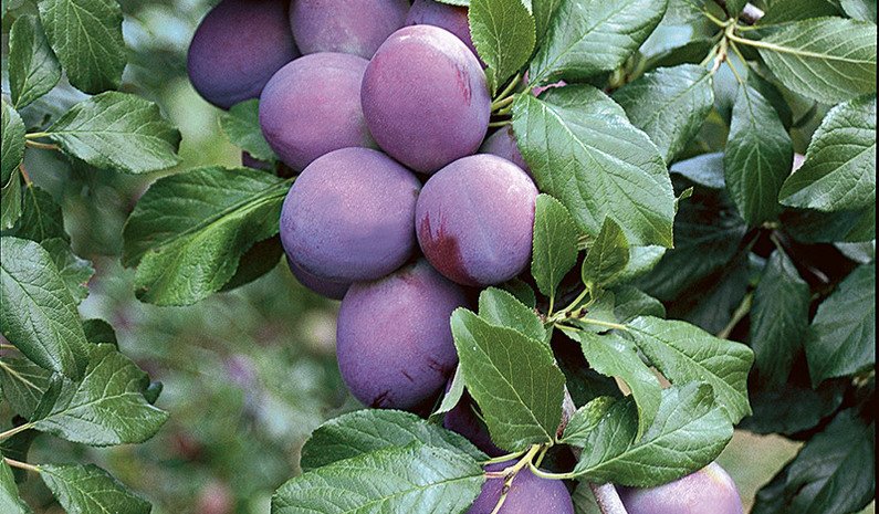 3 Yaş President Erik Fidanı