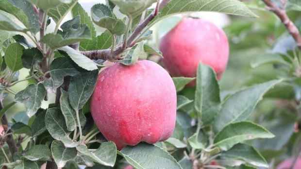 3 Yaş Red Apple İçi Dışı Kırmızı Elma Fidanı