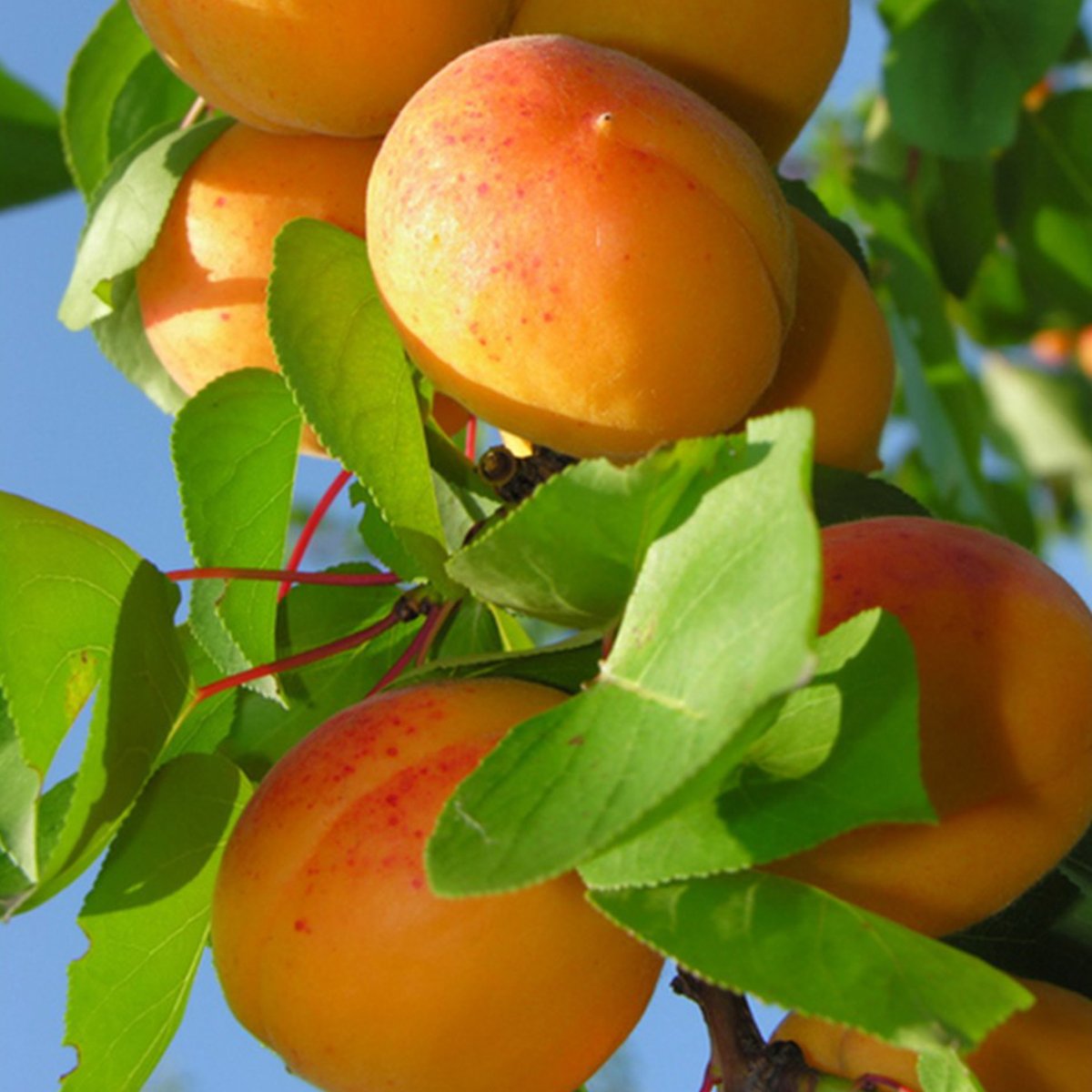 3 Yaş Roxana Kayısı Fidanı