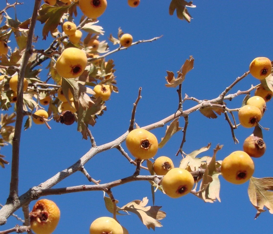 3 Yaş Sarı Alıç Fidanı
