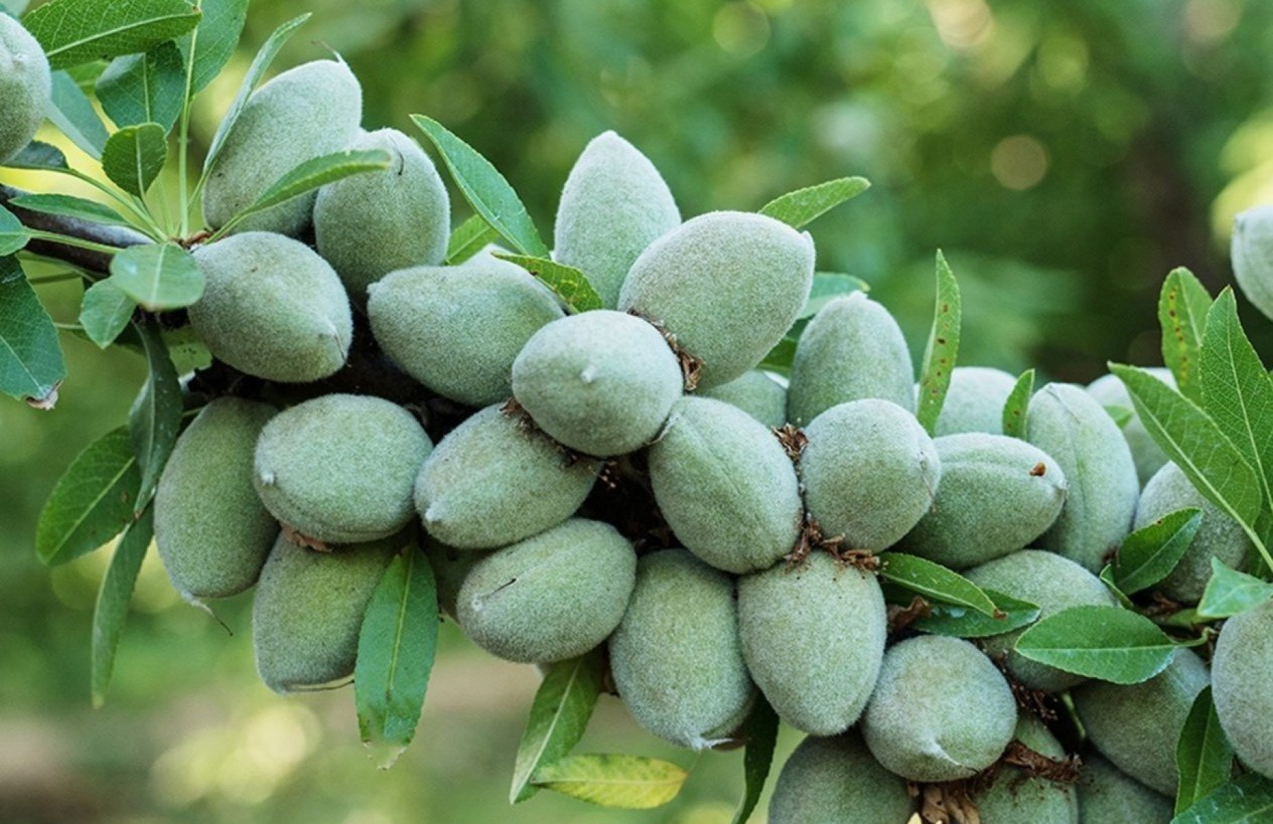 3 Yaş Texas Badem Fidanı