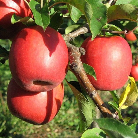 4 'lü Hobi Bahçesi Meyve Fidanı Paketi