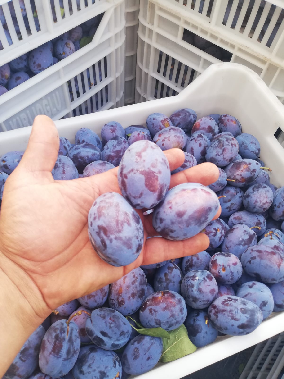 3 Yaş Tüplü Stanley Birton Erik Fidanı