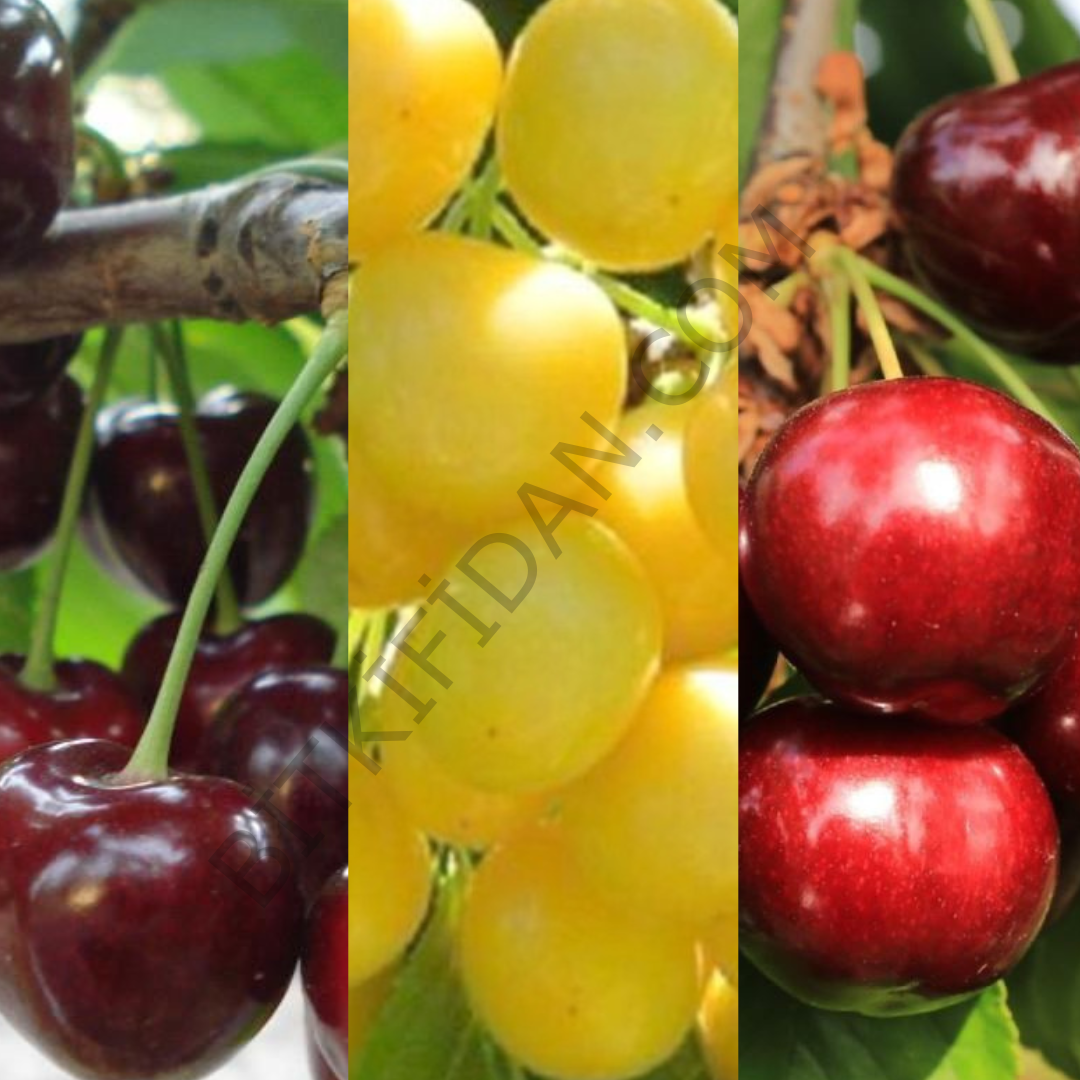 3'lü Açık Köklü Kiraz Fidanı Paketi