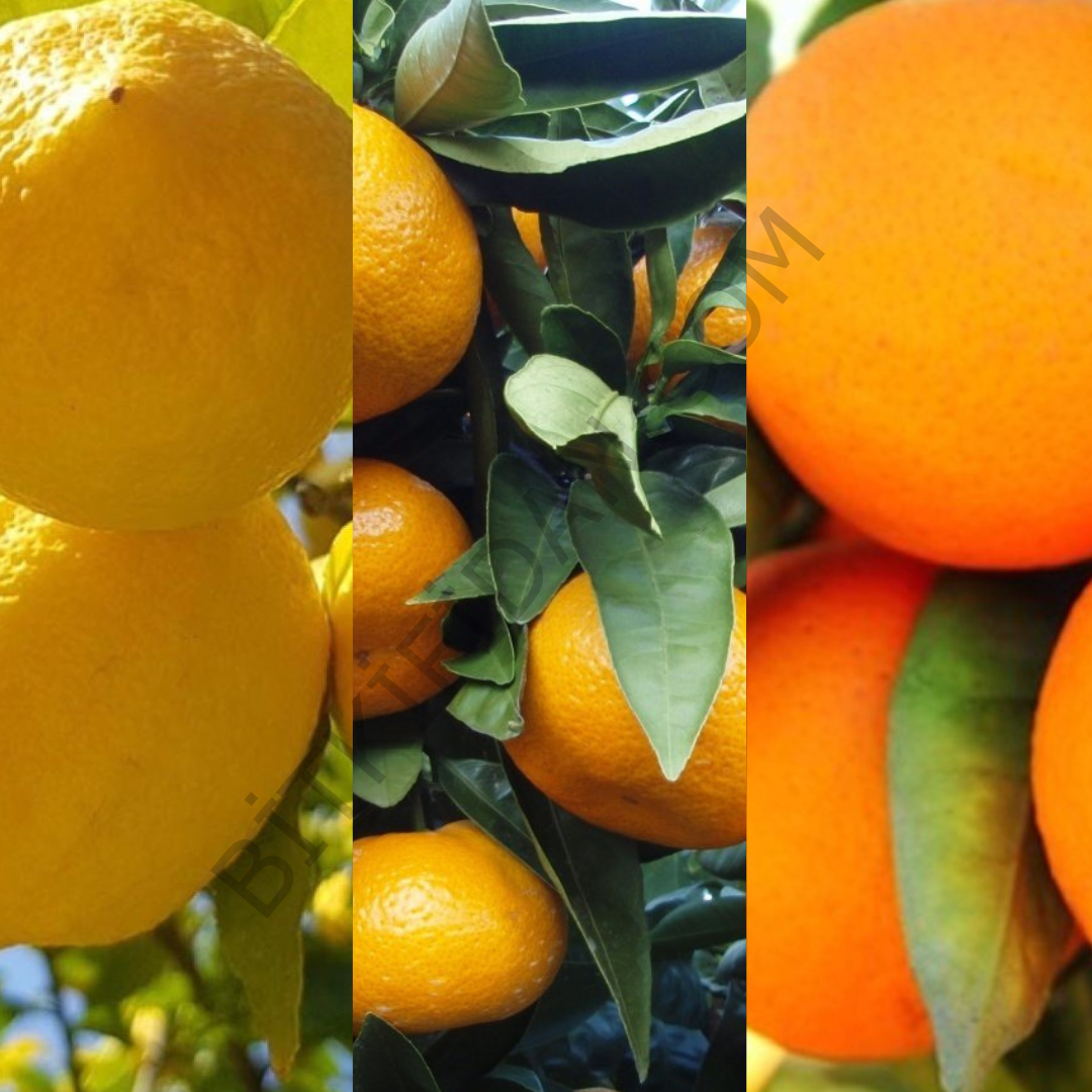3'lü Narenciye Fidanı Paketi