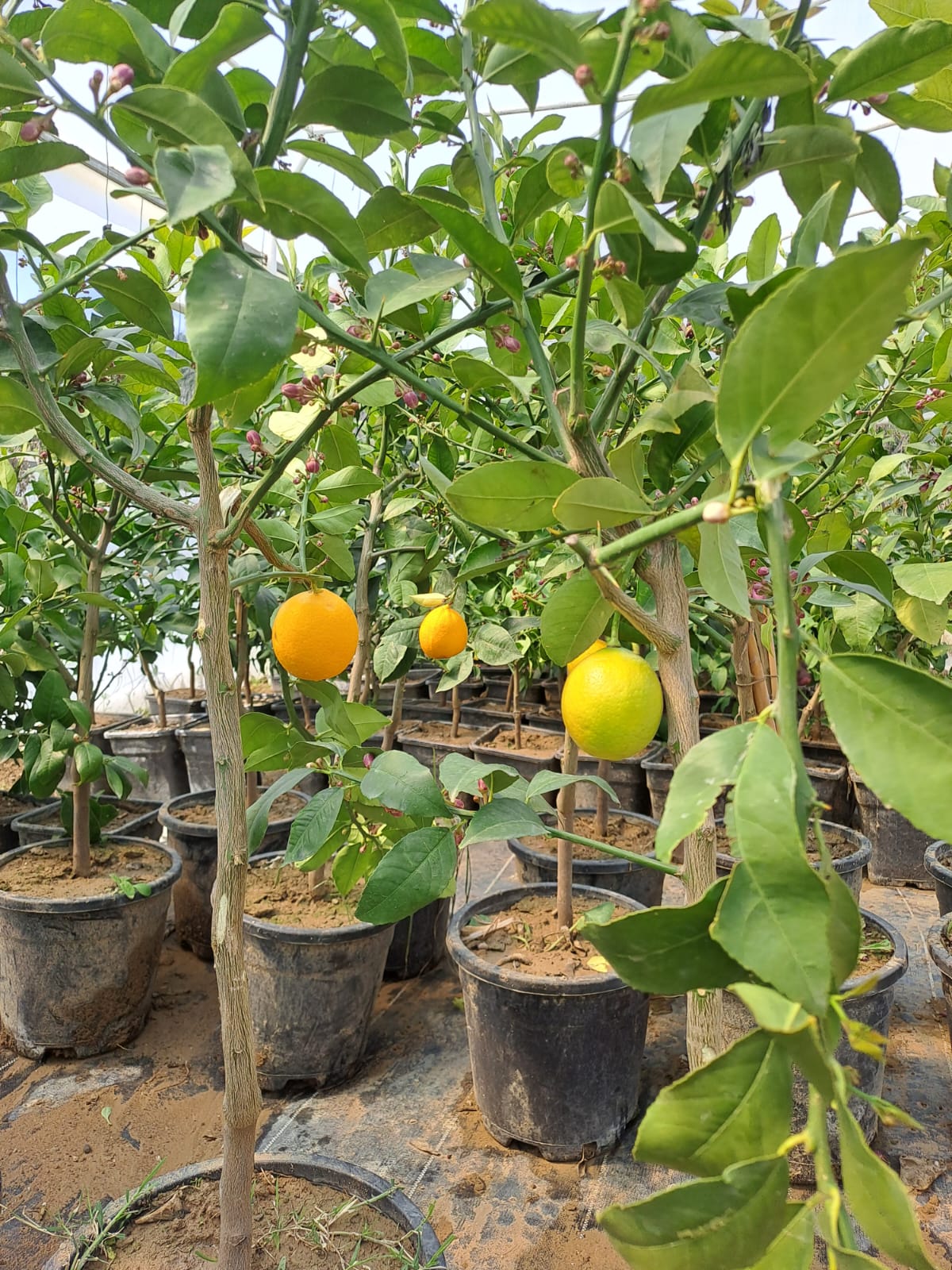 4 Taş Tam Bodur Tijli Yediveren Limon Fidanı