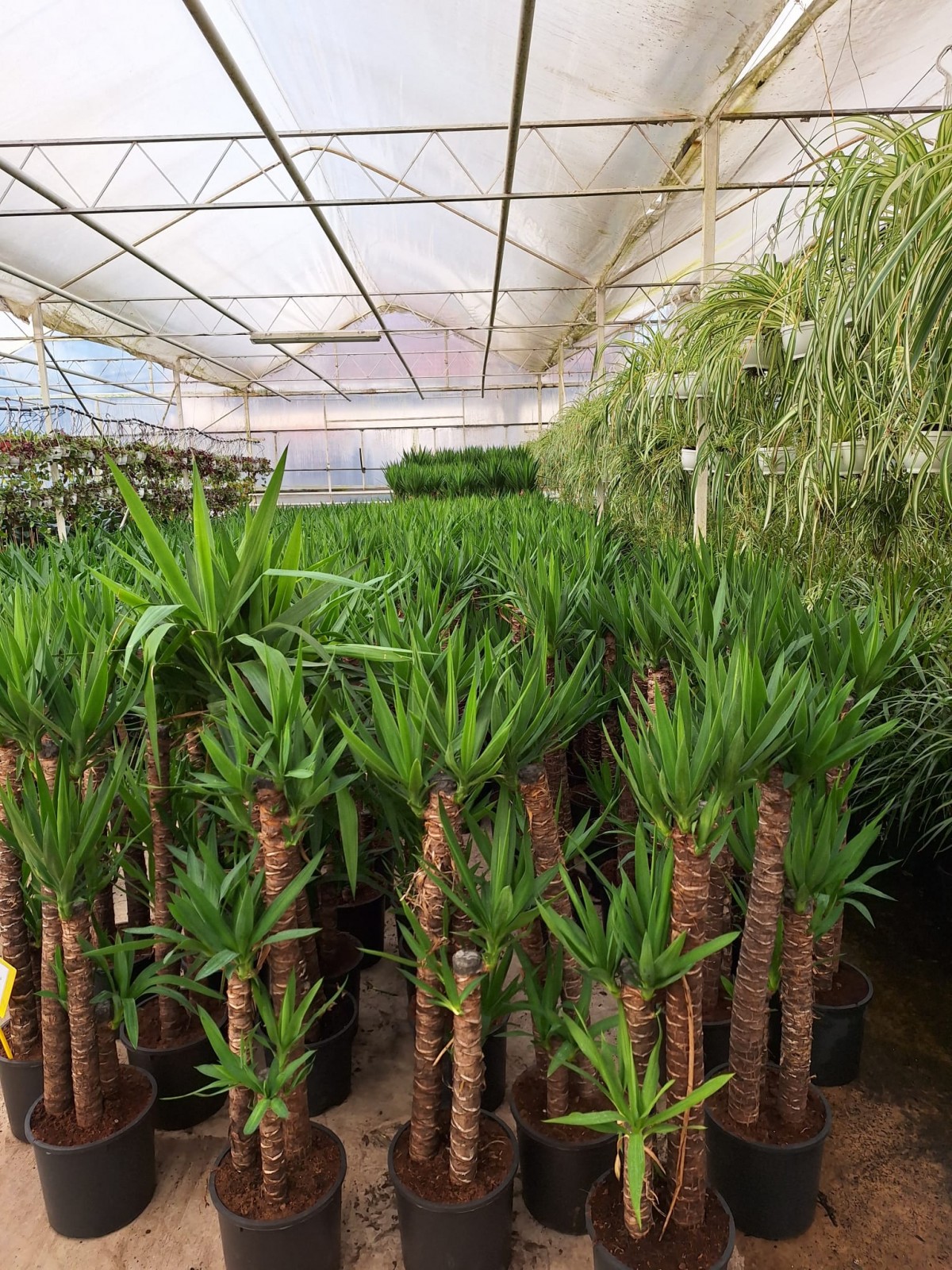 4 yaş 3'lü Yucca Çiçeği-120-150 cm