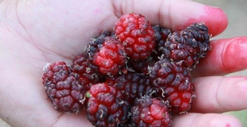 4 Yaş Aşılı Ekşi Kara (Urmu Dut ) Fidanı