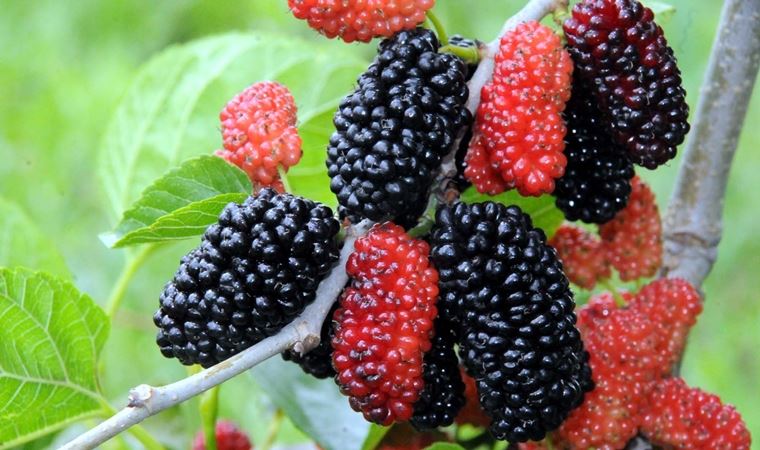 4 Yaş Avustralya Yediveren Dut Fidanı