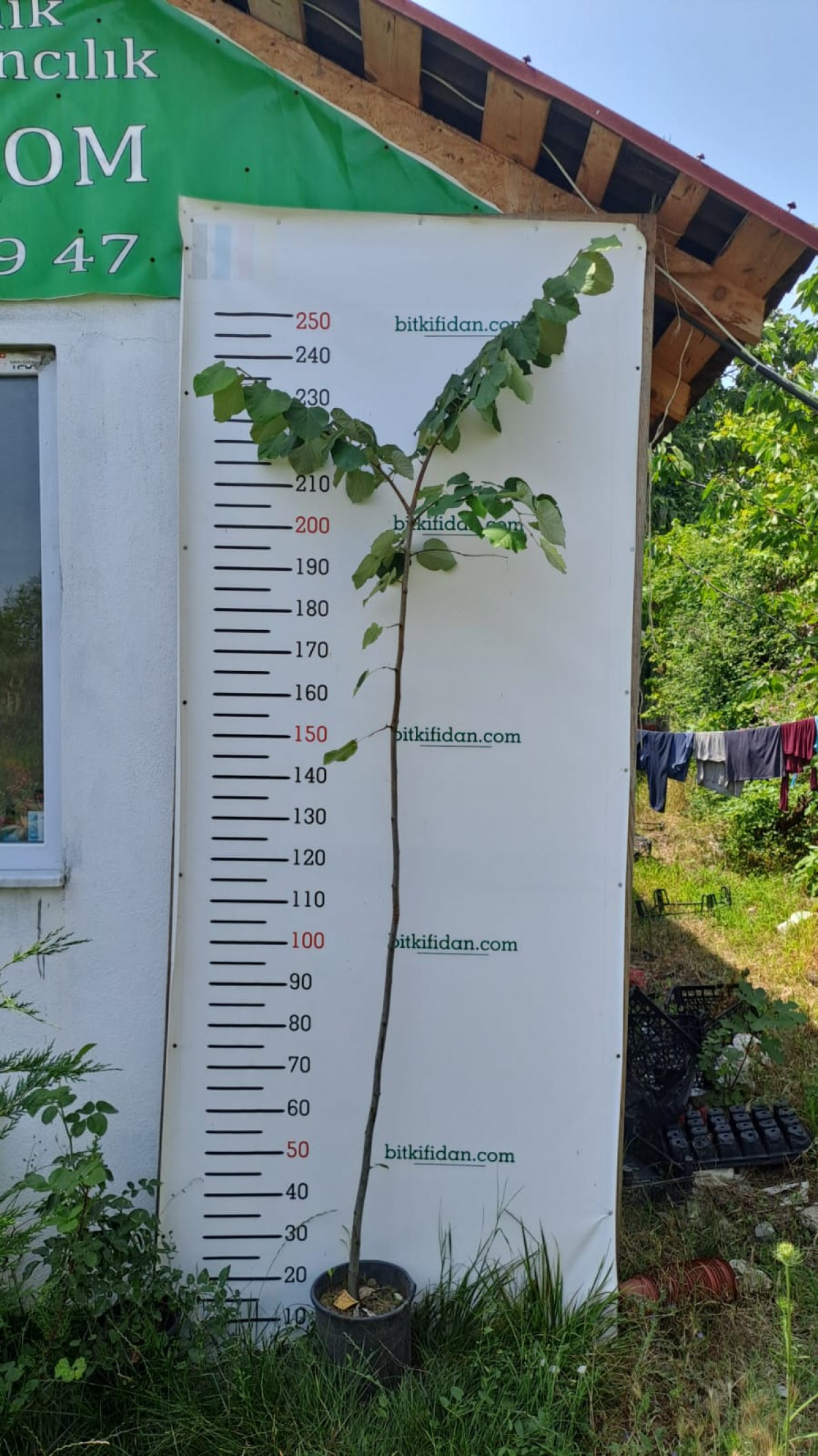 4 Yaş Gümüşi Ihlamur fidanı