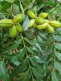 4 Yaş Pikan Ceviz Fidanı