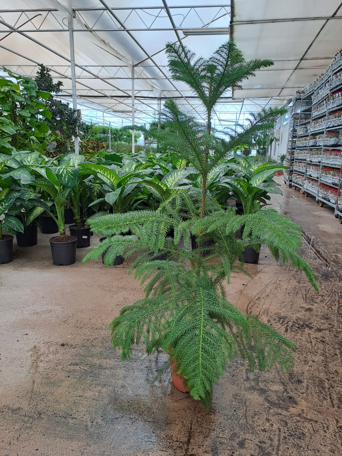 4 Yaş Salon Çamı (Arokarya) Çiçeği 4 Yaş Salon Çamı (Arokarya) Çiçeği