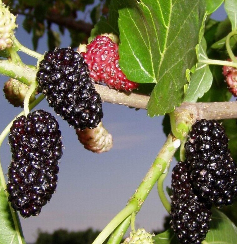 4 Yaş Siyah Dut Fidanı 4 Yaş Siyah Dut Fidanı