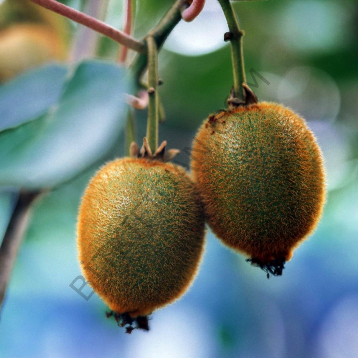 4'lü Hayward Kivi Fidanı Paketi 4'lü Hayward Kivi Fidanı Paketi