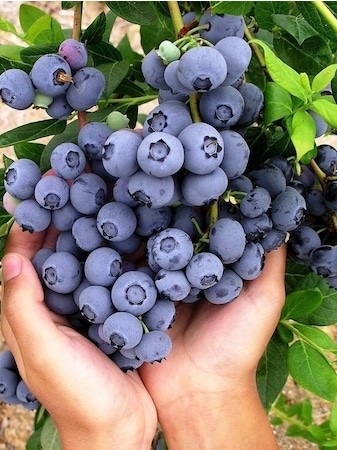 4'lü Yaban Mersini Fidanı Paketi