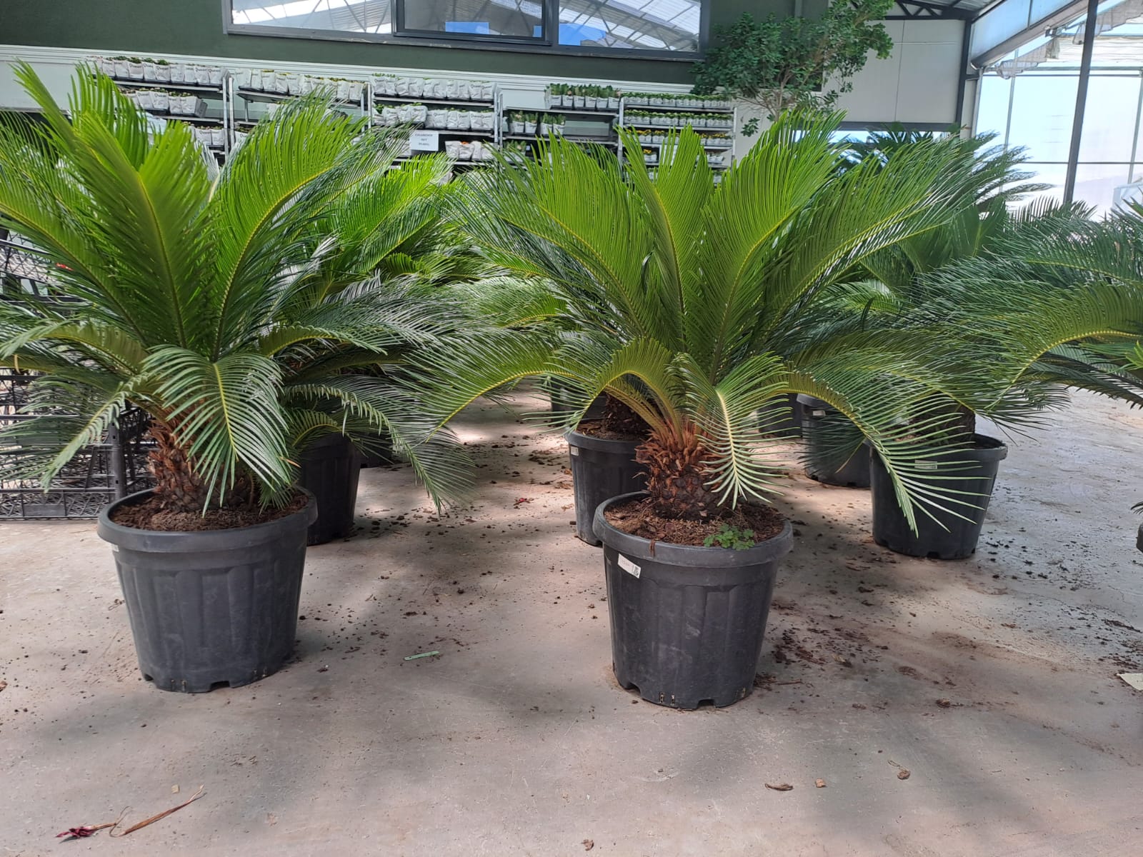 5 yaş Sikas-Japon Sago Palmiyesi