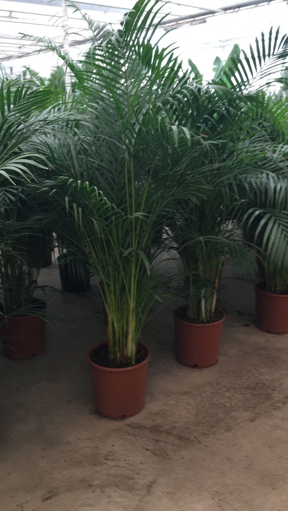 6 Yaş Areca Palmiyesi-Dypsis Lutescens  200 cm +