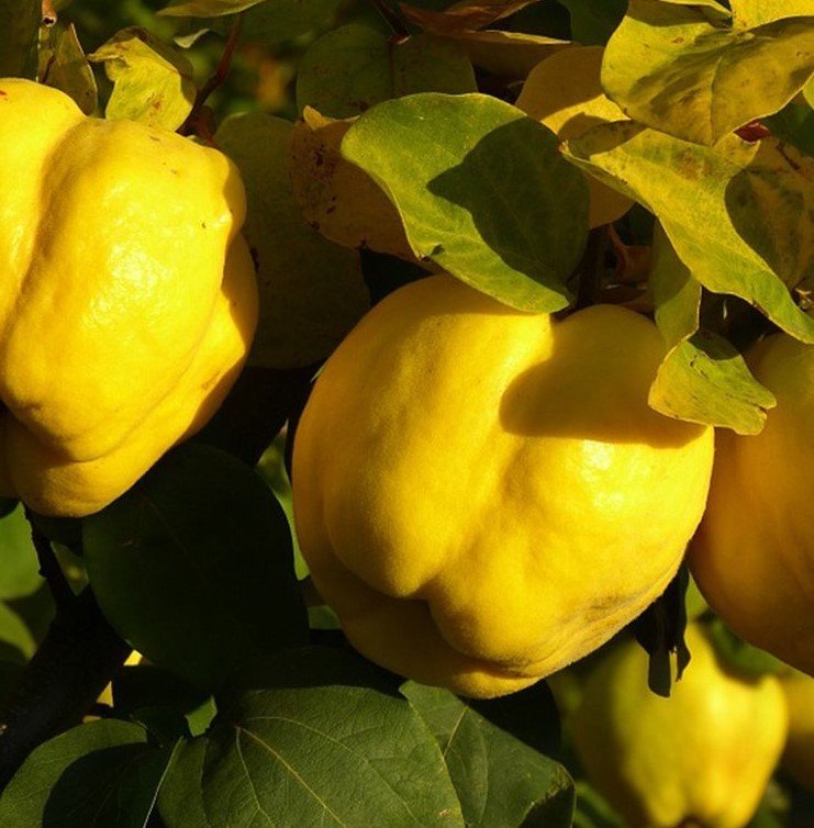 6 Yaş Eşme Ayva Fidanı 6 Yaş Eşme Ayva Fidanı