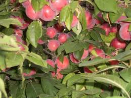 6 Yaş Kırmızı Süs Eriği Fidanı