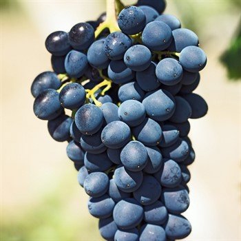 Açık Kök Trakya İlkeren Üzüm Fidanı