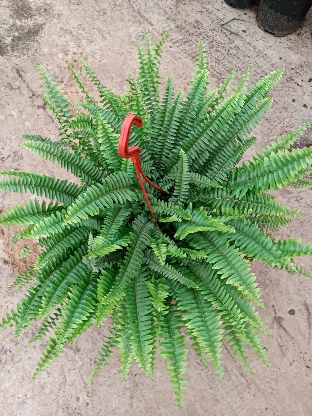 Aşk Merdiveni çiçeği