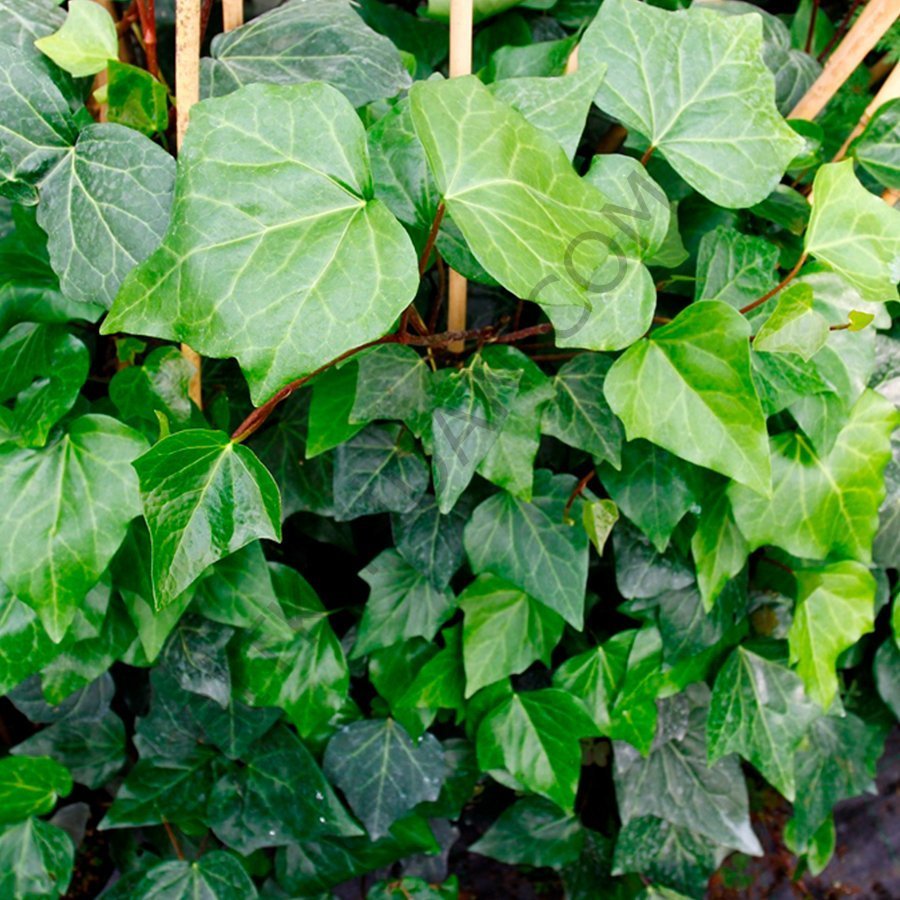 Sarmaşık hedera bitkisi