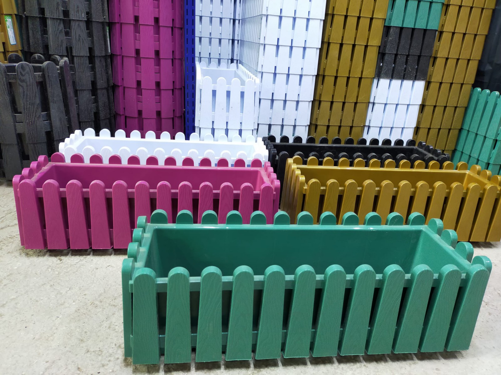 3 Yaş Sophora Ağacı