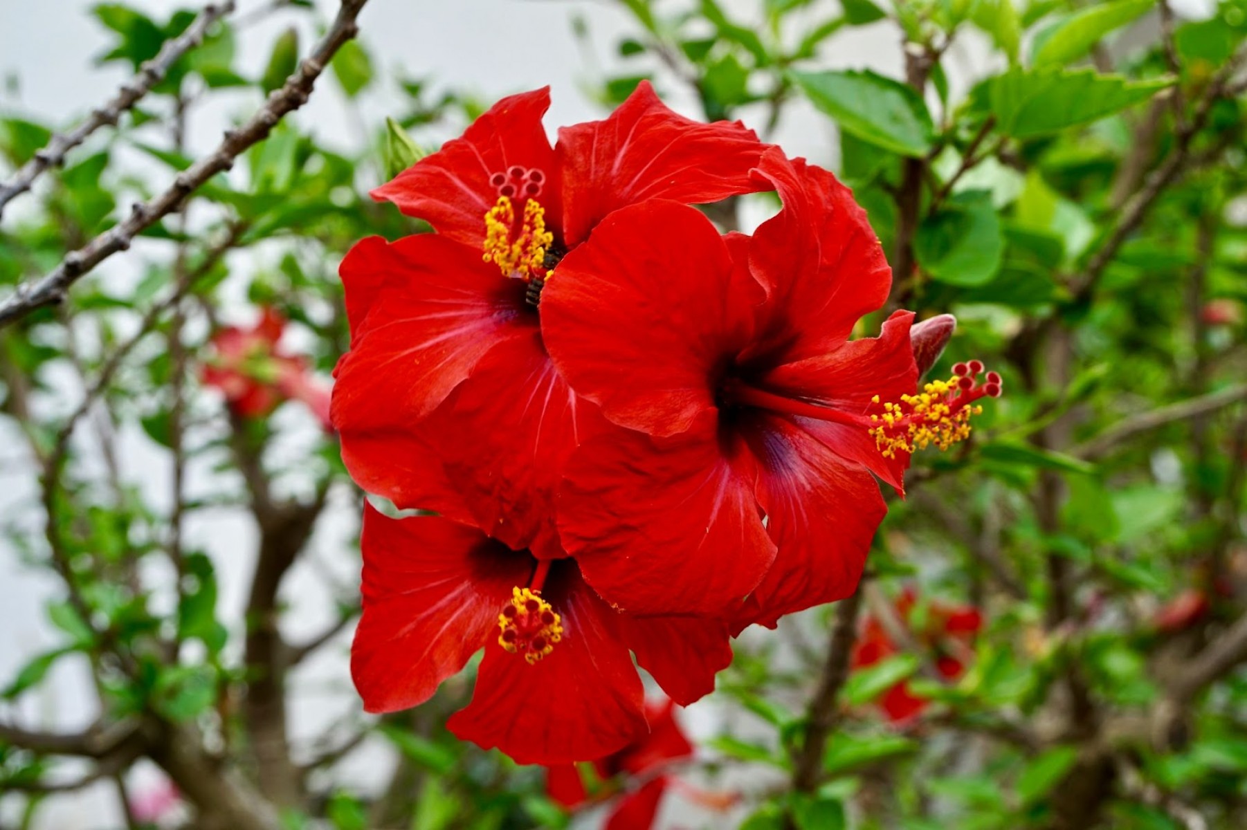 Japon Gülü Fidanı Kırmızı renk