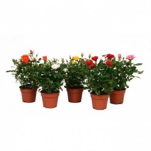 Minyatür Gül Paketi-5 Adet