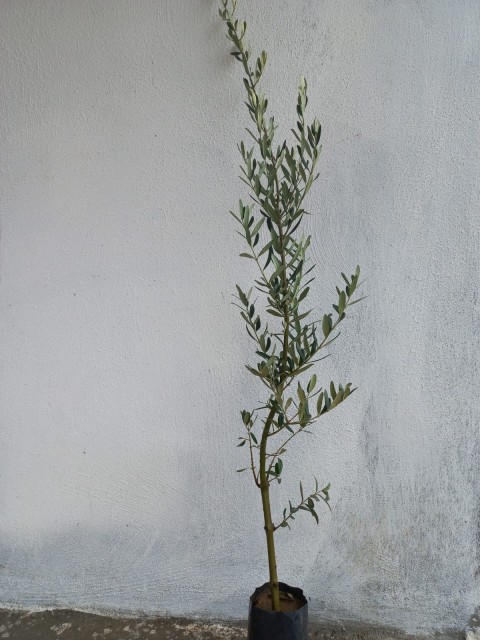 3 Yaş Kırmızı Çiçekli Zakkum Ağacı