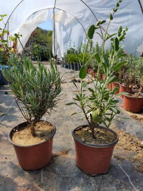 10 'lu Adaçayı-Lavanta Fidanı Paketi