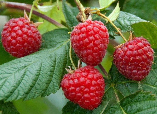 2 Yaş Ahududu-frambuaz Fidanı