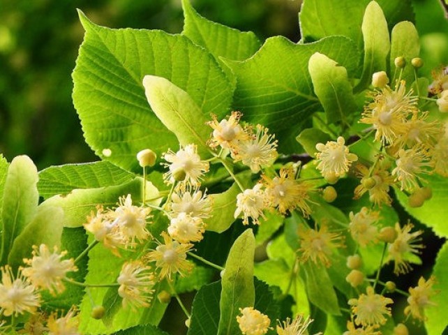 2 Yaş Aşılı Ihlamur Fidanı