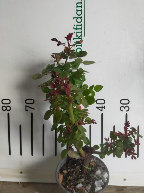 2 Yaş Aşılı Yerli Gül Fidanı-Beyaz renk