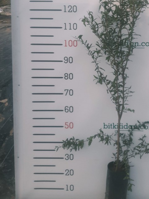 2 Yaş Çekirdeksiz Nar Fidanı