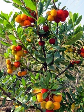 2 Yaş Dağ çileği (Kocayemiş) Fidanı