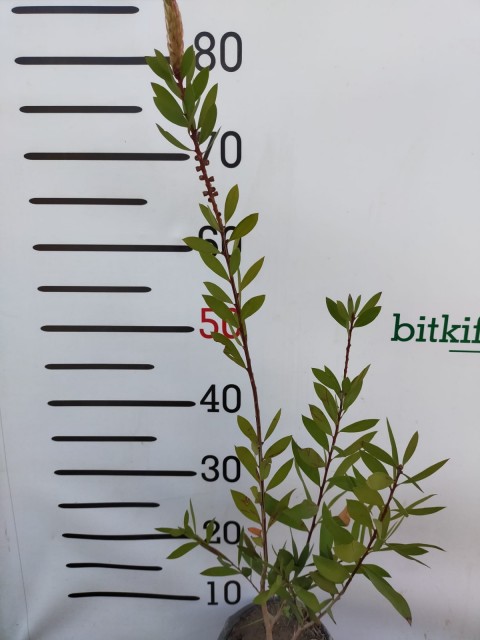 4'lü Aşılı Yerli Gül Paketi