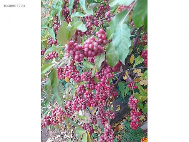 2 Yaş Japon İğdesi-Güz Yemişi -Kırmızı Renk