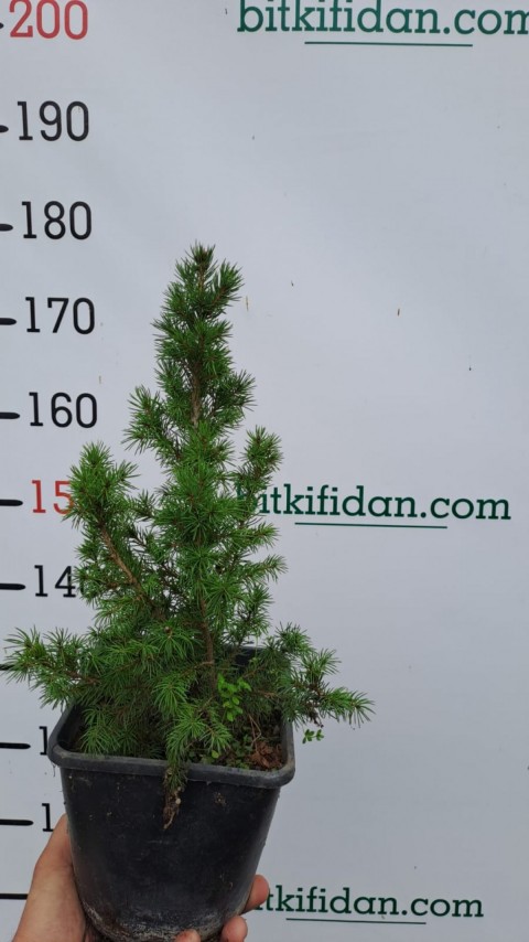 2 Yaş Konik Ladin Fidanı (Bodur Ladin)