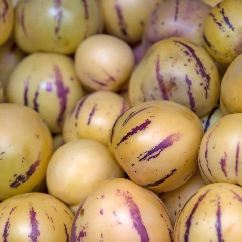 2 Yaş Pepino -Ağaç Kavunu Fiddanı