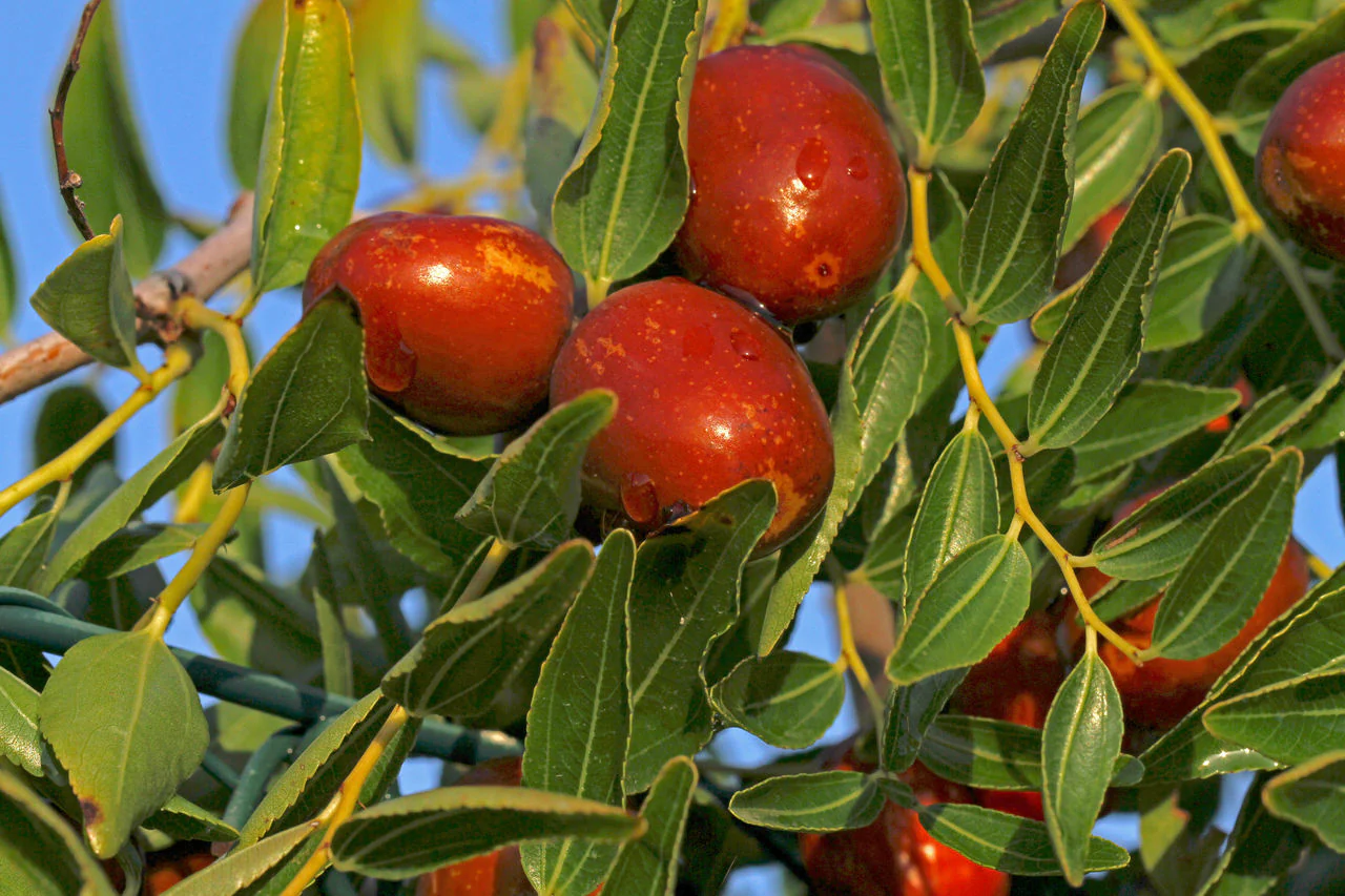 2 Yaş Tüplü Hünnap Fidanı