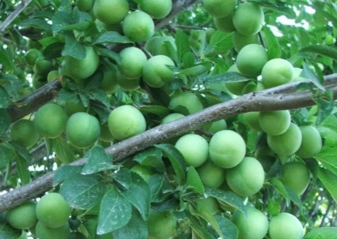 3 Yaş Ağustos Papaz Eriği Fidanı