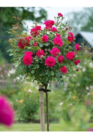 3 Yaş Aşılı Baston gül Fidanı-Kırmızı Renk