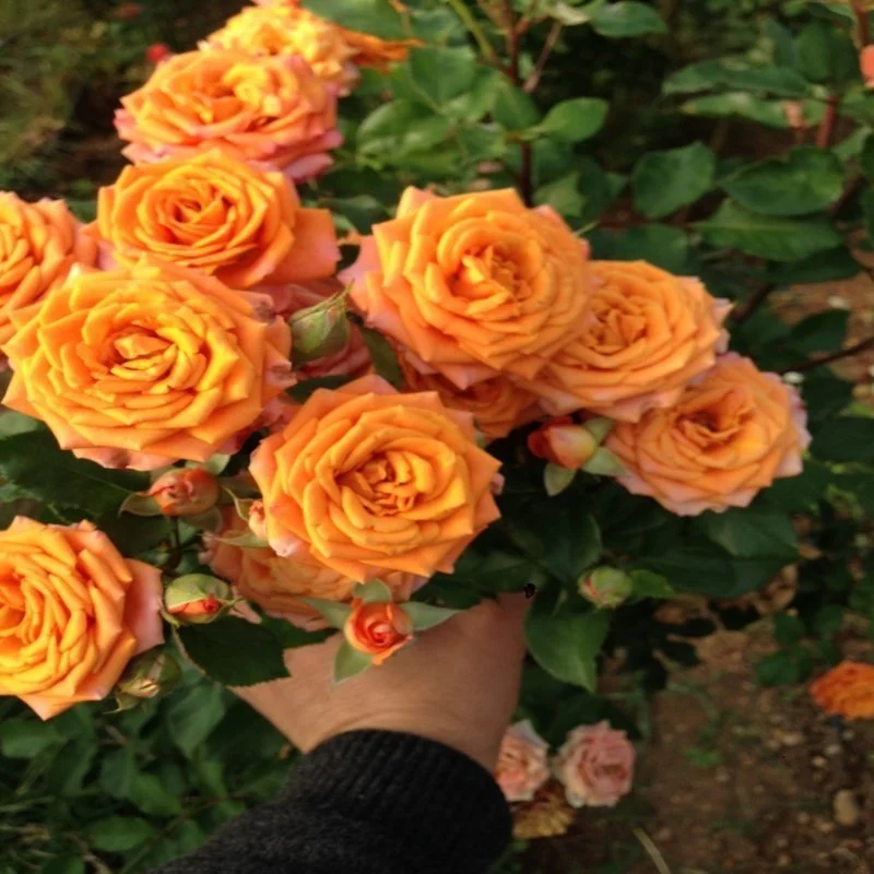 3 Yaş Aşılı Baston Gül-Turuncu Renk