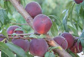 3 Yaş Aşılı Elagant Lady Şeftali Fidanı