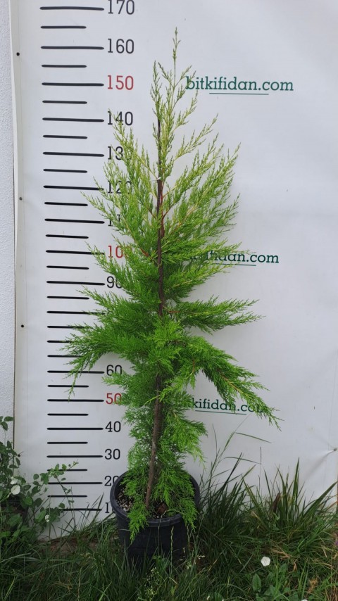 3 Yaş Aşılı Limon Selvi Fidanı(150 +)