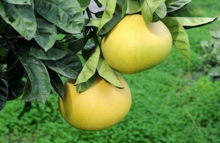 3 Yaş Aşılı Şadok (pomelo) Fidanı