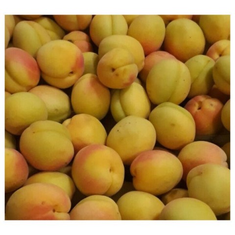 3 Yaş Aşılı Şekerpare Kayısı Fidanı