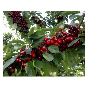 3 Yaş Aşılı Swethart Kiraz Fidanı