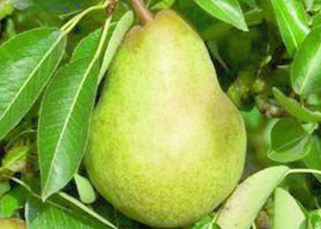 3 Yaş Aşılı Williams Armut fidanı